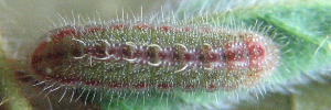 Final Larvae Top of Jewelled Grass-blue - Freyeria putli putli